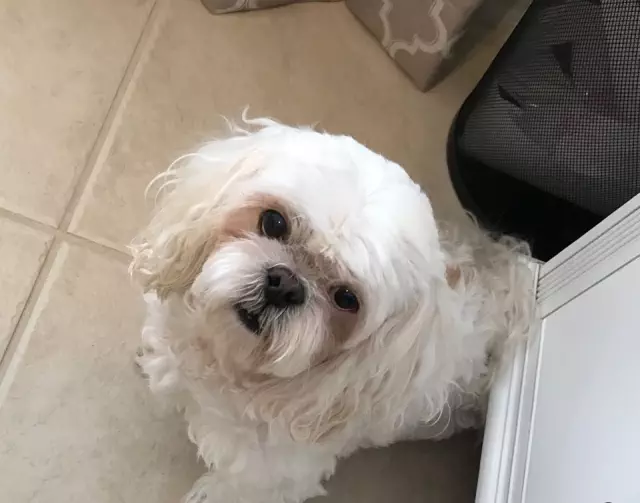 Our-Sweet-Dog-Daisy